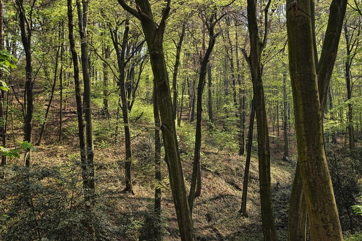 Grafenberger Wald III, Duesseldorf